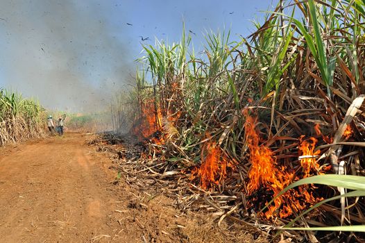 Sugarcane on Fire in thailand