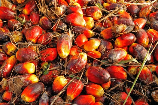 fresh palm oil fruit from truck.