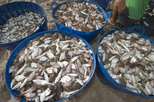 The caught fish on the beach