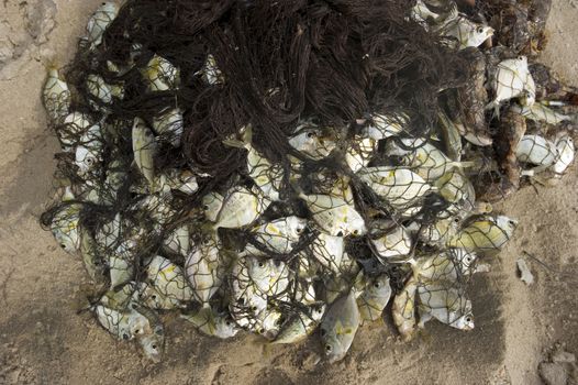 The caught fish on the beach