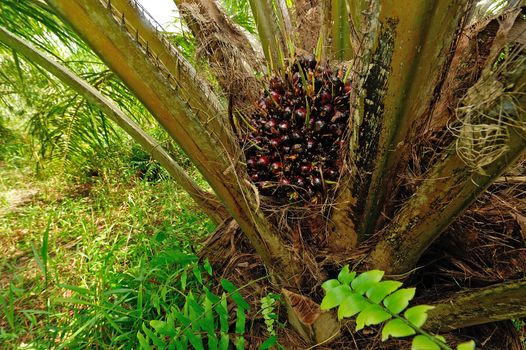 fresh palm oil fruit