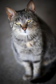 Beautiful gray cat sitting on grey floor looking up