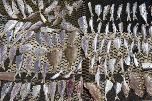 fish drying