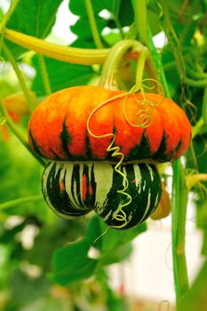 strange pumpkin