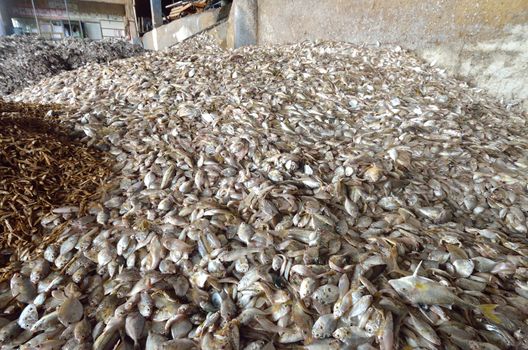 industrial fish in fish meal factory