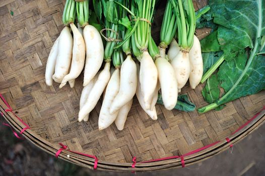 Radish vegetable thai in fresh market