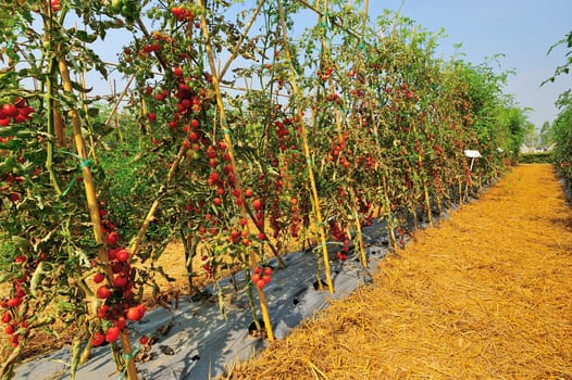 plantation with fresh tomato