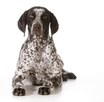 german shorthaired pointer female laying down isolated on white background
