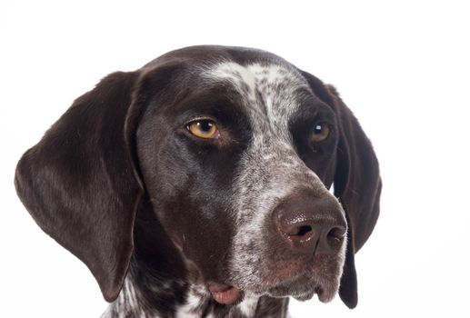 head study of a german short haired pointer