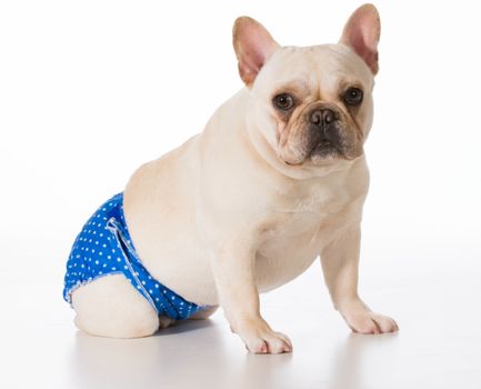 dog in heat or season wearing protective pants isolated on white background - french bulldog