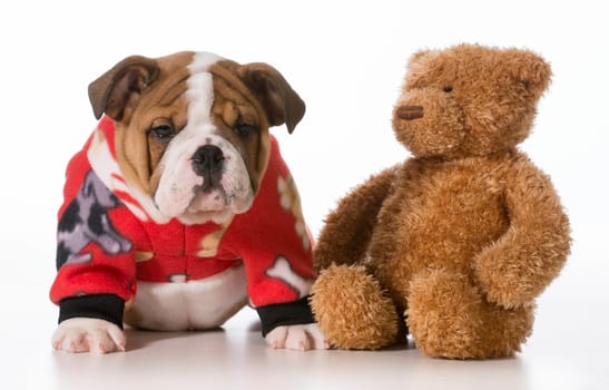 puppy bedtime - english bulldog sitting with teddy bear isolated on white background