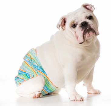 dog in heat or season wearing protective pants isolated on white background