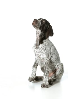 german shorthaired pointer puppy looking up isolated on white background