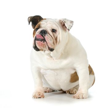 dog with attitude - english bulldog sticking tongue out isolated on white background