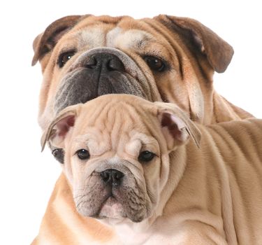 father and son english bulldogs isolated on white background