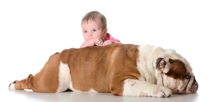 baby with bulldog isolated on white background