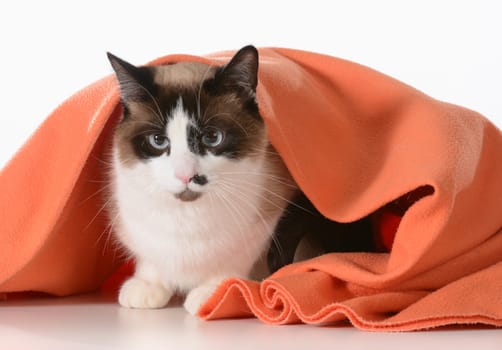 cat hiding under covers - ragdoll sitting under orange blanket on white background - male