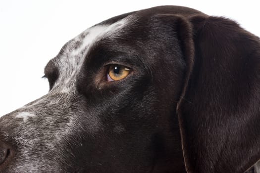 german shorthaired pointer face details