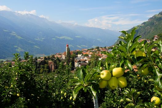 Parcines in Val Venosta in South Tyrol
 with apple trees