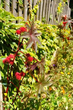 toxic castor plant with bolls