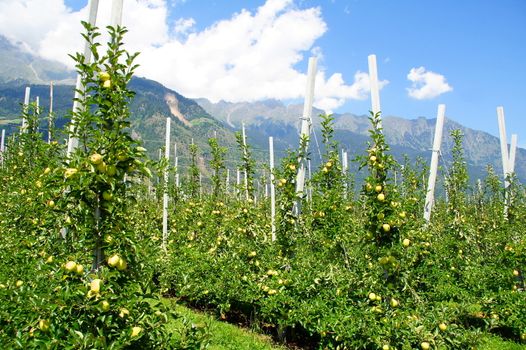 Orchards in the val Venosta in South Tyrol