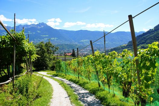 Hiking trail through the vineyards and orchards in the Val Venosta in South Tyrol