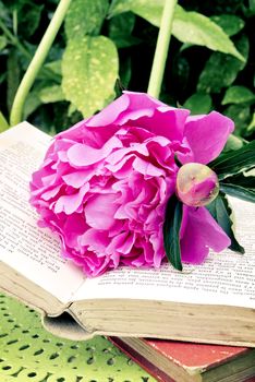 Romantic pink peonies with a old book in the garden