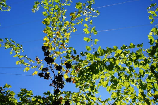 Foliage with blue grapes in South Tyrol