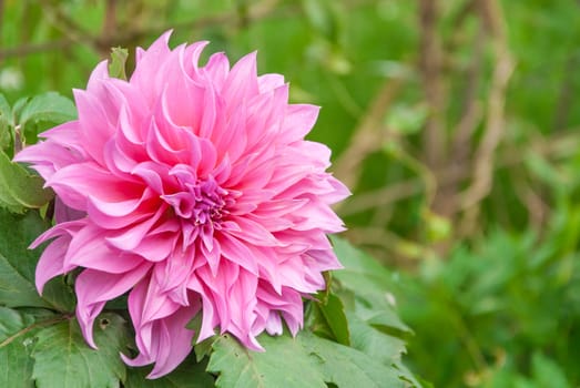 Pink flower on the north of thailand.