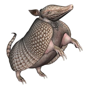 3D digital render of a Armadillos, a New World placental mammal with a leathery armor shell, isolated on white background
