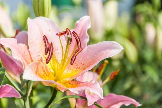 Pink with yellow lilly in green garden background.