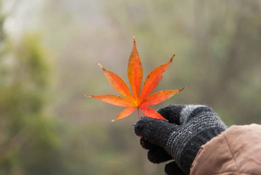 red meple leaves.