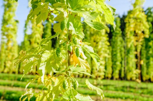 Fully grown hop Cones ready to harvesting