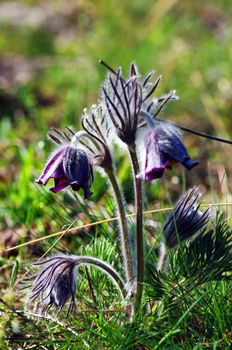 Pasque-flower growing in nature on sunset, macro spring floral background 