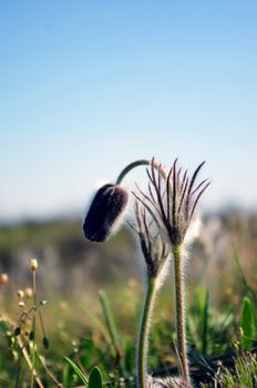Pasque-flower growing in nature on sunset, macro spring floral background 