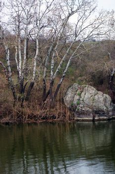 Aspen on the river bank over natural background