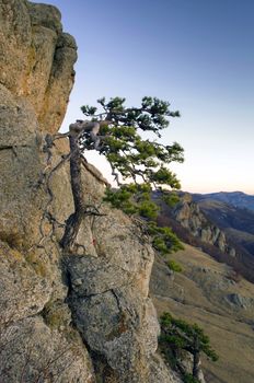 mountain pine in the background is Demerdji in the Crimea 