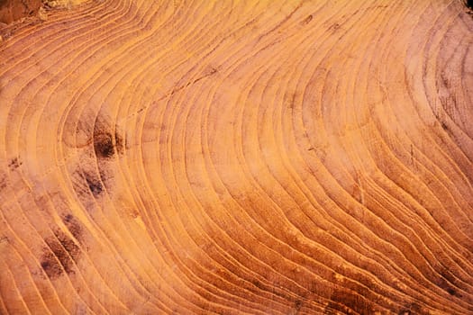 Close up of wooden texture. Wooden background.