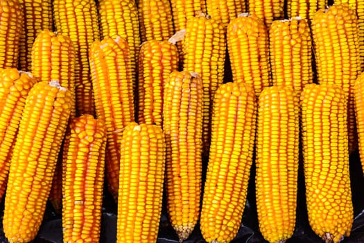 Dry corn was stored as seeds.