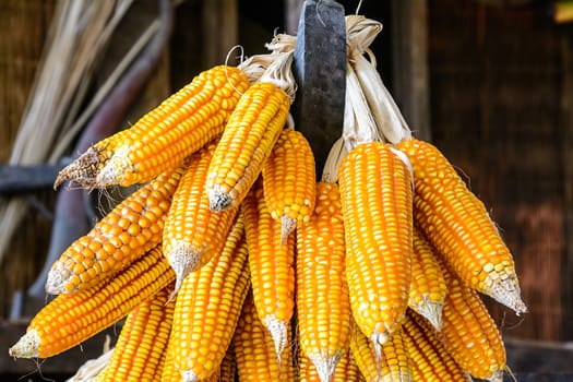 Dry corn was stored as seeds.