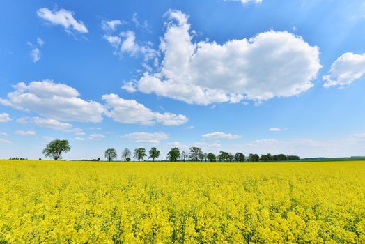 field of rapeseed with beautiful cloud