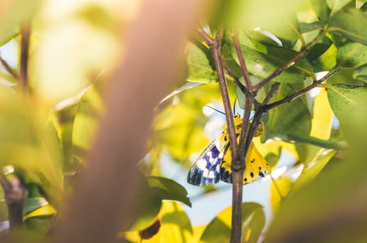 Yellow moth or Dysphania militaris in the nature