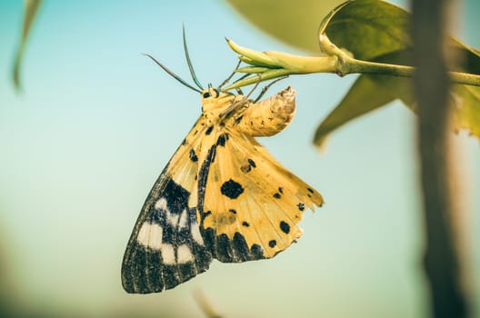 Yellow moth or Dysphania militaris in the nature