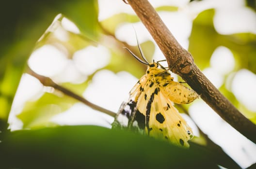 Yellow moth or Dysphania militaris in the nature