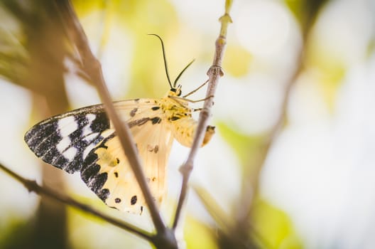 Yellow moth or Dysphania militaris in the nature