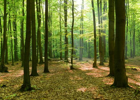 Beautiful morning in the forest - Poland