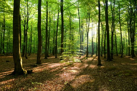 Beautiful morning in the forest - Poland