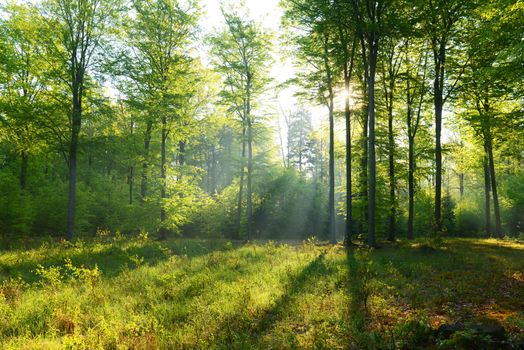 Beautiful morning in the forest - Poland