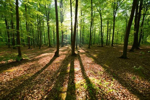 Beautiful morning in the forest - Poland