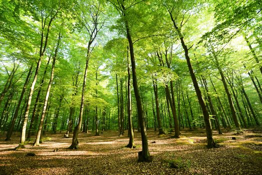 Beautiful morning in the forest - Photo taken with ultra wide lens